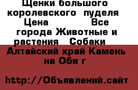 Щенки большого (королевского) пуделя › Цена ­ 25 000 - Все города Животные и растения » Собаки   . Алтайский край,Камень-на-Оби г.